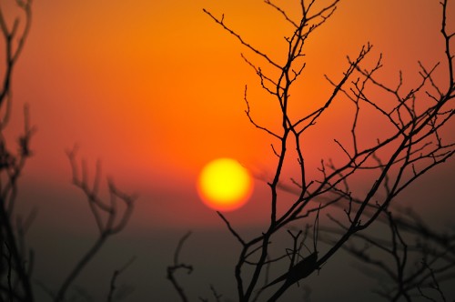 Image silhouette of tree during sunset