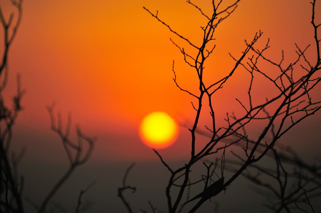 silhouette of tree during sunset