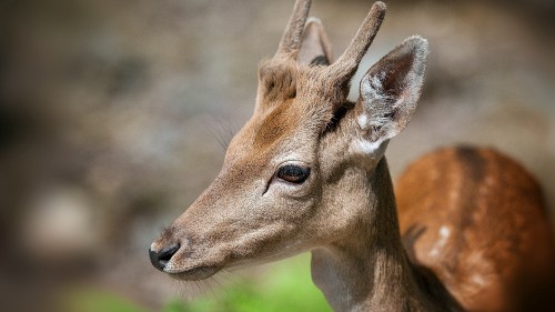 Image brown deer in close up photography during daytime