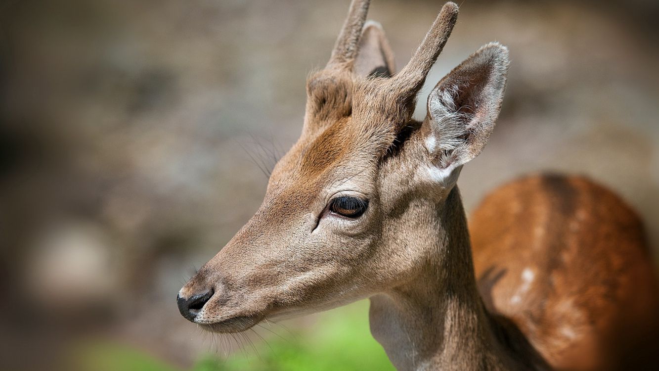 Brown Deer in Close up Photography During Daytime. Wallpaper in 2560x1440 Resolution