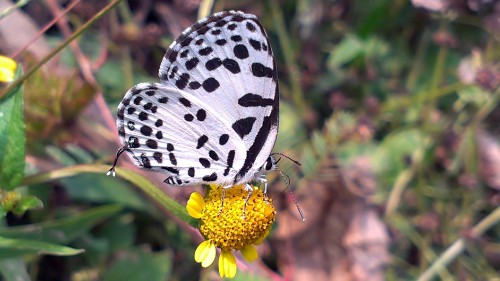 Image white and black butterfly perched on yellow flower in close up photography during daytime