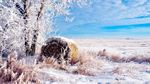 Image brown grass field under blue sky during daytime