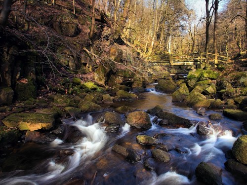 Image brown trees beside river during daytime