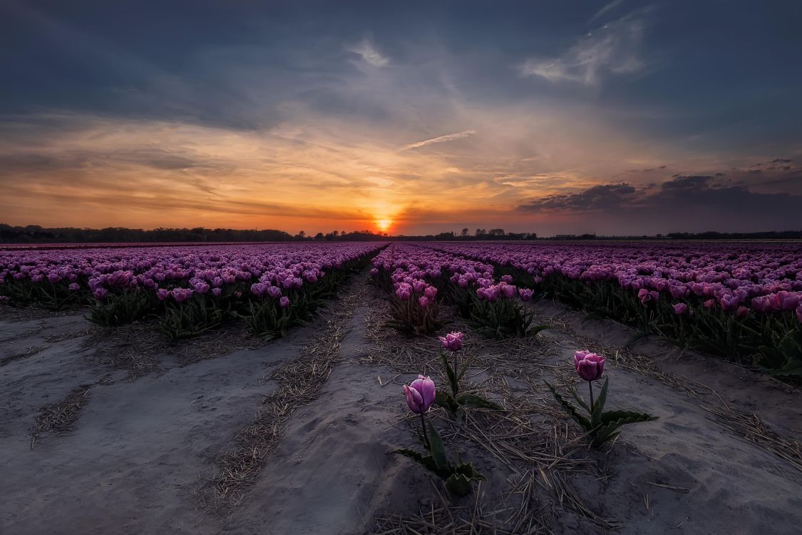 Campo de Flores Rosadas Durante la Puesta de Sol. Wallpaper in 4242x2828 Resolution