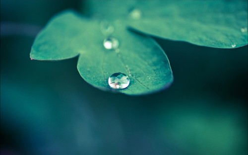 Image water droplets on green leaf