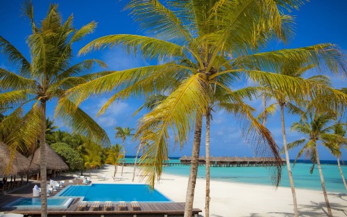 Image palm trees on beach during daytime