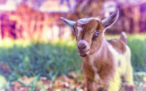 Image goat, plant, grass, fawn, terrestrial animal