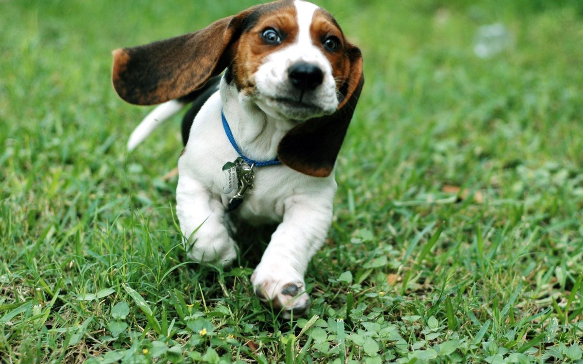 brown and white short coated dog on green grass during daytime