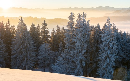 Image green pine trees on snow covered ground during daytime