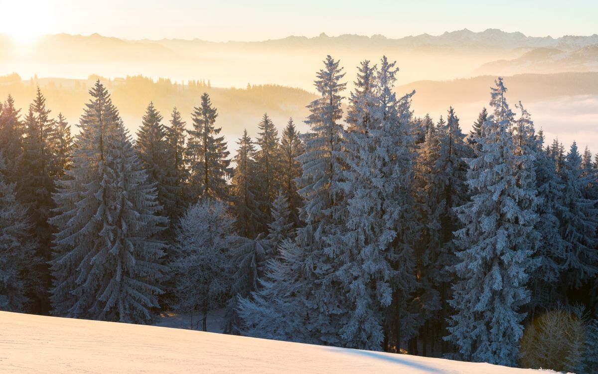 green pine trees on snow covered ground during daytime