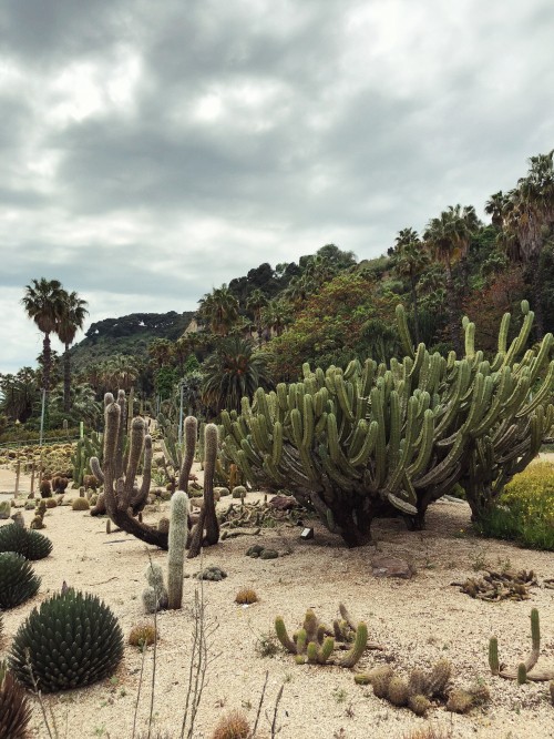 Image vegetation, shrubland, biome, landscape, flora