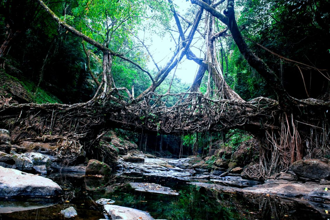 Árboles Verdes en la Formación de Roca Marrón Durante el Día. Wallpaper in 3000x1996 Resolution