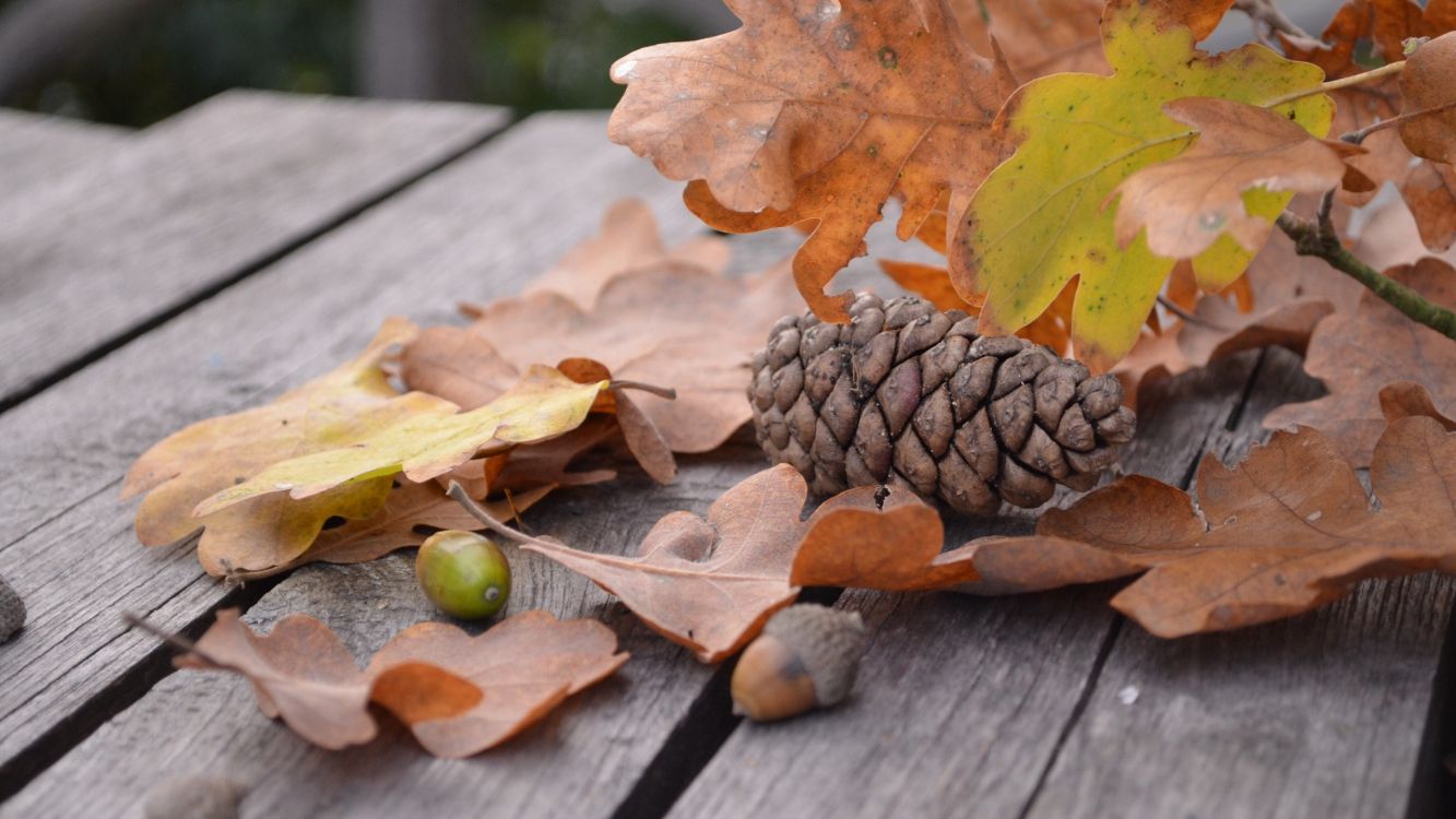 Brown Dried Leaf on Brown Wooden Table. Wallpaper in 2560x1440 Resolution