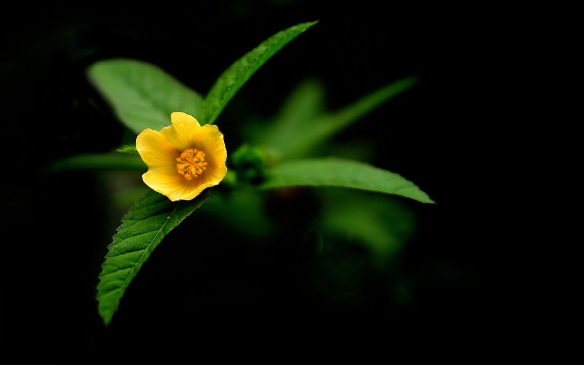 Fleur Jaune Sur Fond Noir. Wallpaper in 1920x1200 Resolution