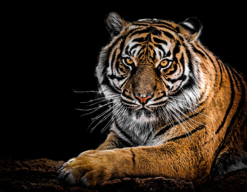 Tigre Brun et Noir Allongé Sur le Sol. Wallpaper in 3047x2362 Resolution
