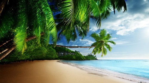 Image green palm tree on beach shore during daytime