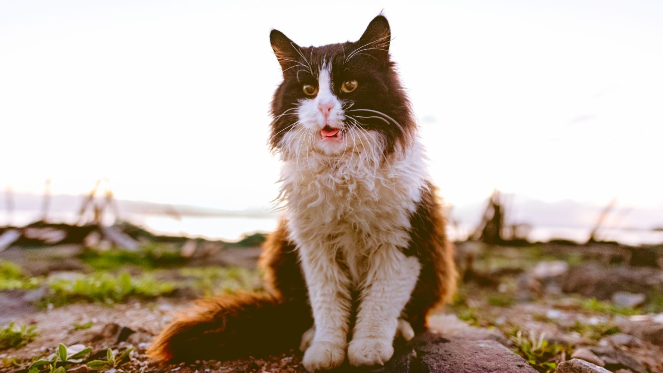 black and white cat on brown rock