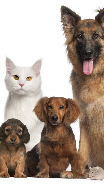 Image black and brown short coated dogs