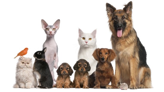 Image black and brown short coated dogs