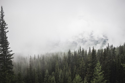 Image green pine trees under white clouds