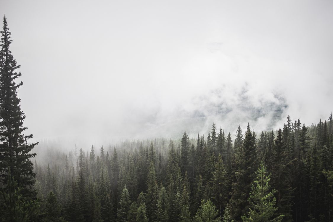 green pine trees under white clouds