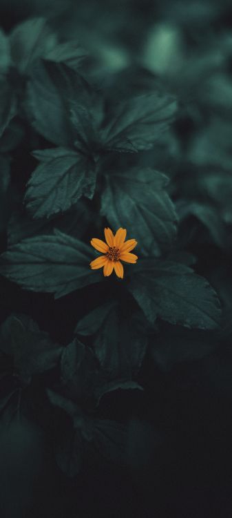 Flora, Blütenblatt, Terrestrische Pflanzen, Krautige Pflanze, Farbtöne Und Schattierungen. Wallpaper in 1080x2400 Resolution