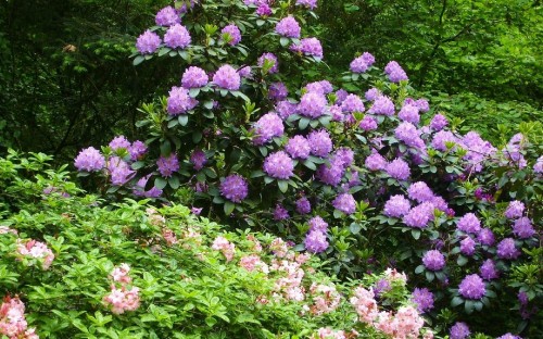 Image purple flowers with green leaves