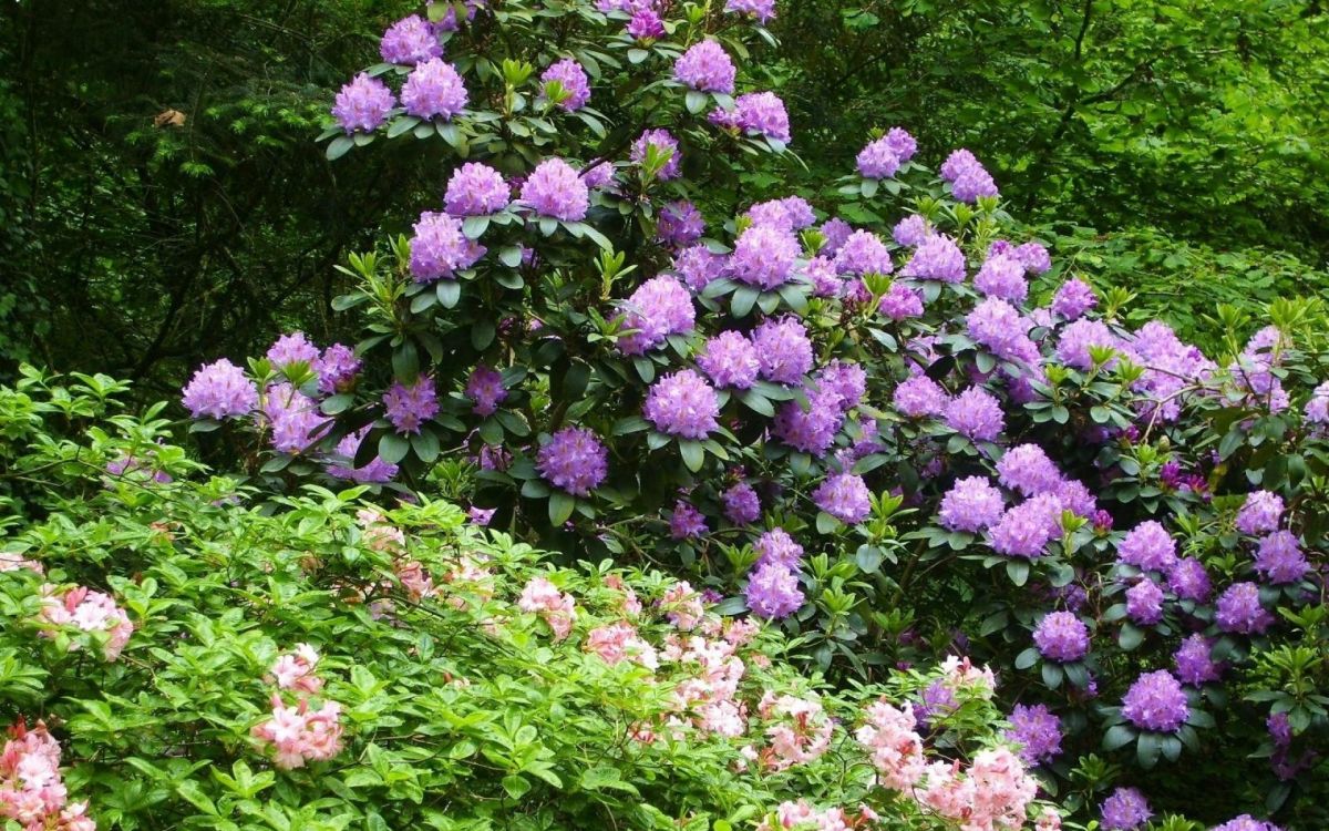 purple flowers with green leaves