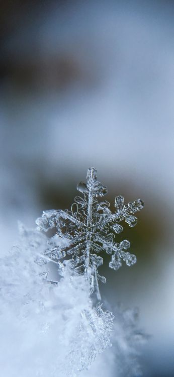 new year, christmas, freezing, winter, twig