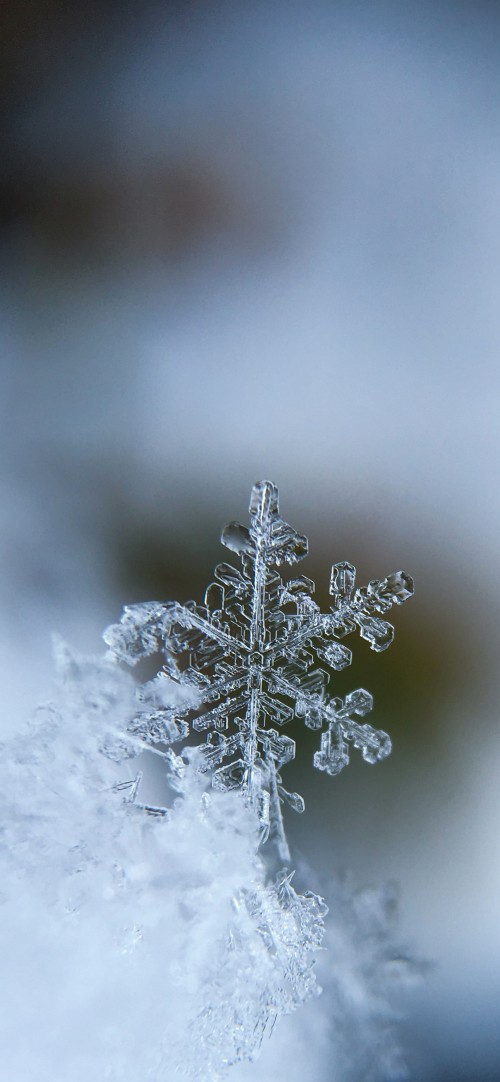 雪花壁纸手机 雪花高清图片 免费下载图片