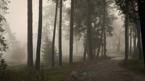 Image brown trees on the forest