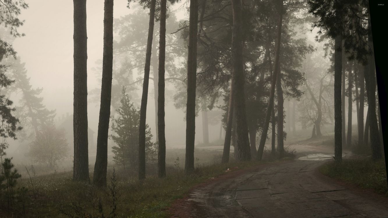 brown trees on the forest