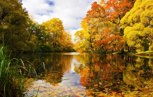 Image green and yellow trees beside river under cloudy sky during daytime