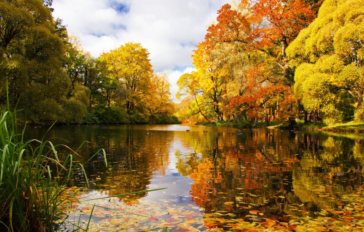 green and yellow trees beside river under cloudy sky during daytime