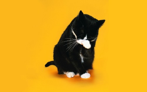 Image tuxedo cat on orange textile