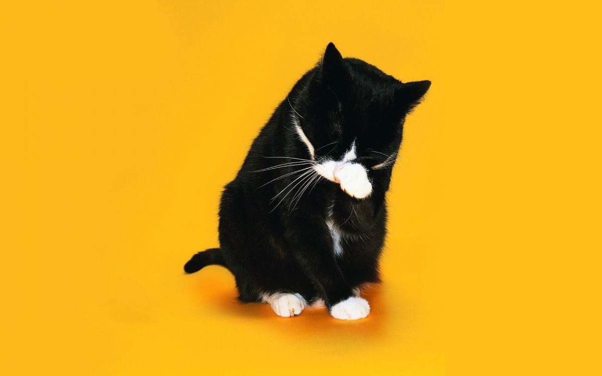 tuxedo cat on orange textile