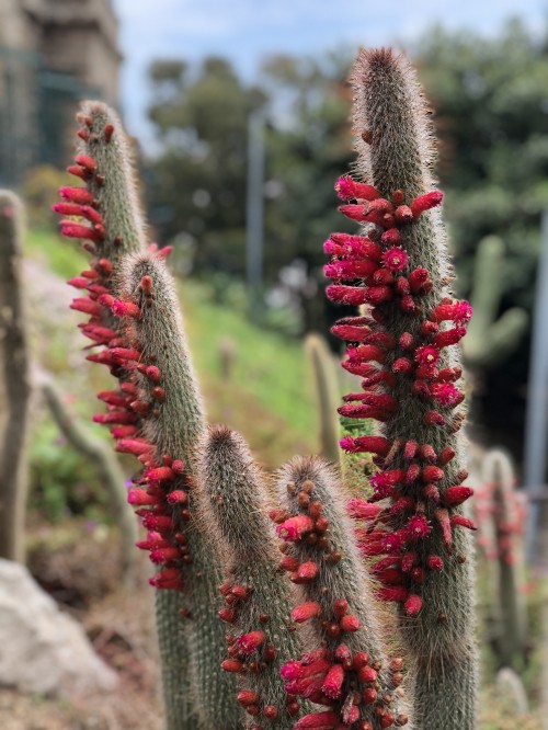 Image flower, cactus, physics, science, vegetation