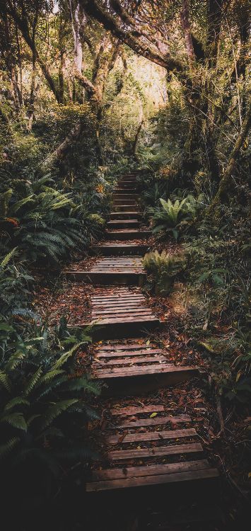 Natur, Pflanzen-Gemeinschaft, Holz, Naturlandschaft, Vegetation. Wallpaper in 1422x3000 Resolution