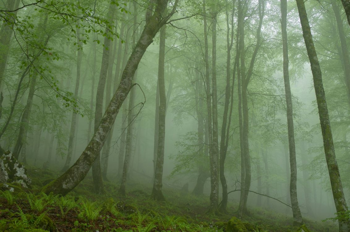 Herbe Verte et Arbres Couverts de Brouillard. Wallpaper in 2880x1908 Resolution