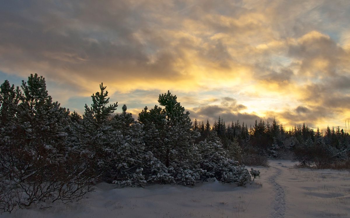 green pine trees on snow covered ground under cloudy sky during daytime