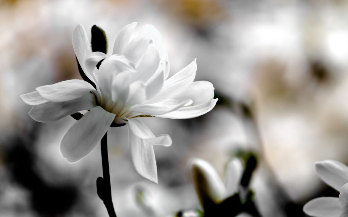 white flower in tilt shift lens