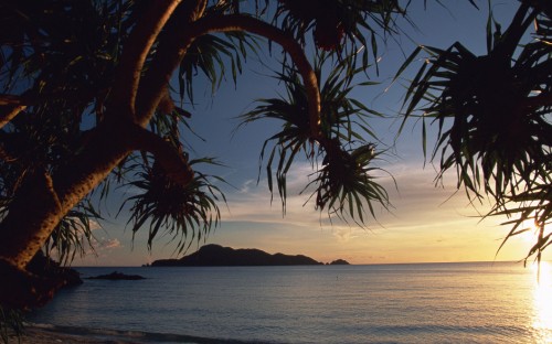 Image palm tree near body of water during sunset