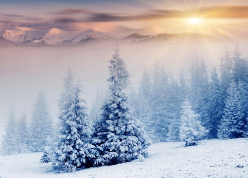 Image snow covered pine trees during daytime