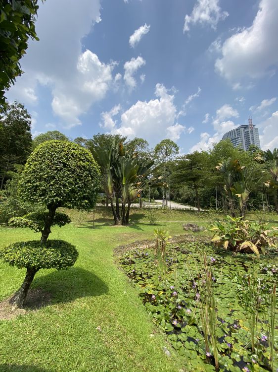 vegetation, botanical garden, plant community, plant, cloud