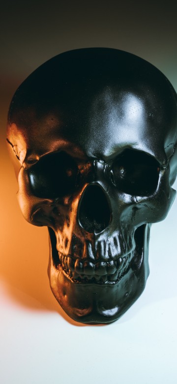 Image skeleton, black skull, Anatomy, bone, jaw