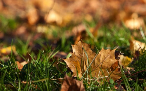 Image brown dried leaf on green grass during daytime