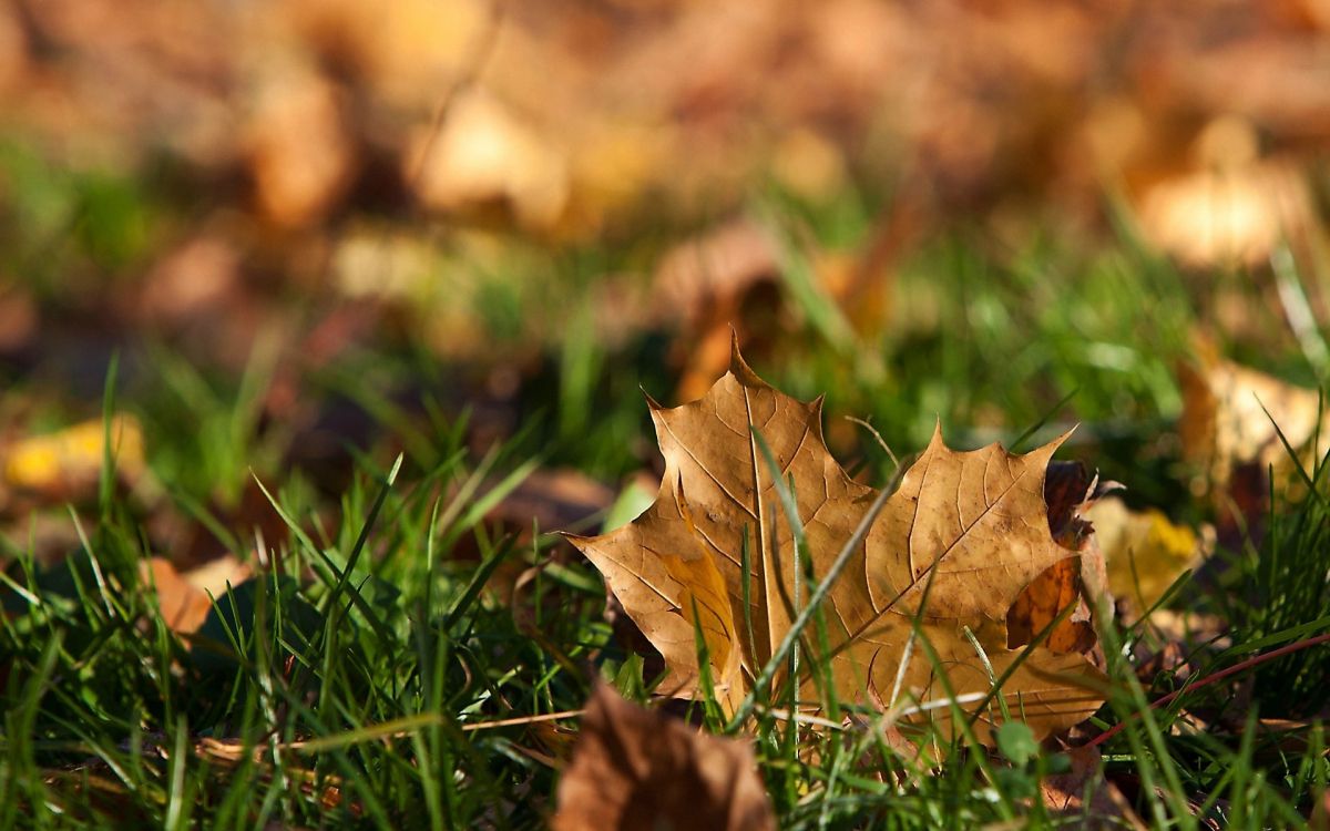 brown dried leaf on green grass during daytime