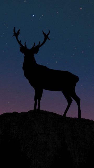 Image brown deer standing on rock during night time