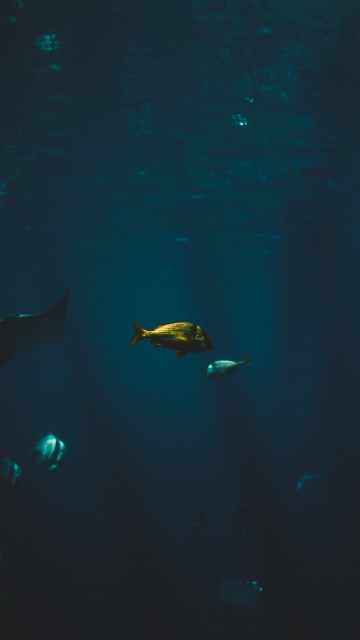 Image Cartilaginous fish, marine biology, water, Finn, underwater