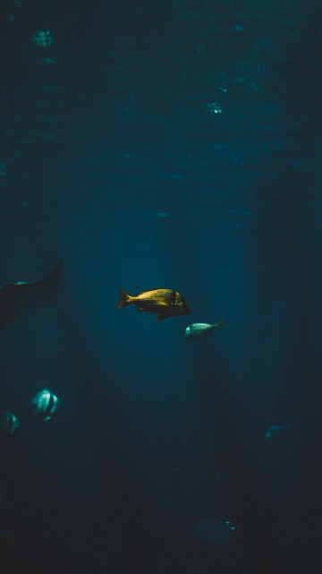 Image Cartilaginous fish, marine biology, water, Finn, underwater